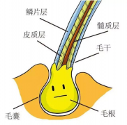 如何区分毛囊萎缩还是坏死状态？